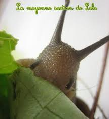 Escargots La Moyenne Section De Lolo Escargot Lolo Vacances Fevrier