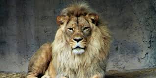 Lewis often capitalizes the word lion in reference to aslan since he parallels jesus christ. Easter Sunday Aslan Resurrection Of The Lion Crossroads Initiative