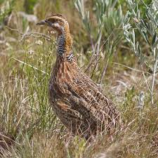 Image result for Sclerochiton vogelii