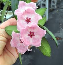 Calla has much the same needs indoors, but prefers even more moisture. Pin On Hoya Plants How To Identify And Grow