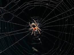 Maybe you would like to learn more about one of these? Don T Kill The Next Spider You See In Your House Quartz