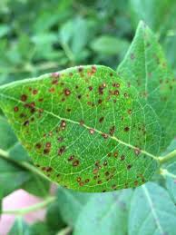 Mulch well with bark chips, pine needles, oak leaves, or other acidic materials. Blueberry Leaf Rust Appling County Crop E News