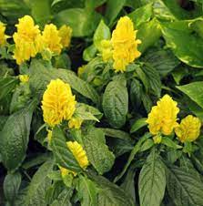 Acanthaceae is a large family of plants, with many charismatic members such as the yellow shrimp plant. Golden Shrimp Plant Pachystachys Lutea Wisconsin Horticulture