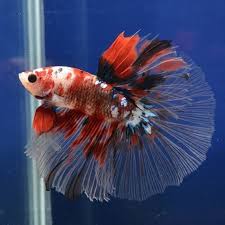 Ikan cupang halfmoon sendiri merupakan ikan yang berasal dari thailand dan juga merupakan hasil perkawinan silang yang dilakukan oleh breeder amerika serikat, yaitu peter goettner sekitar tahun. 15 Jenis Jenis Ikan Cupang Yang Mudah Dipelihara Di Rumah Rumah123 Com