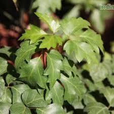Image result for Rhoicissus tomentosa