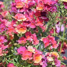 Image result for Nesaea aspera