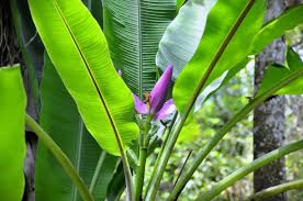 Image result for Musa ornata