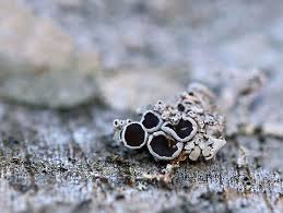 Image result for Physotrichia