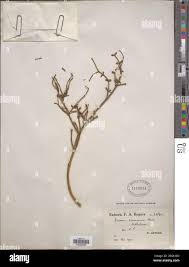 Image result for Viscum shirense