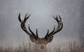 See more ideas about deer pictures, animals wild, whitetail deer. 21 Buck Hd Wallpapers Background Images Wallpaper Abyss