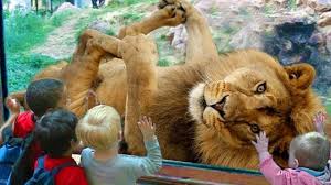 The King Of Forest Http Bit Ly 2ugx8ni Funny Animals Cute Animal Videos Animals