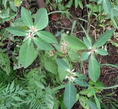 Image result for Euphorbia polycnemoides