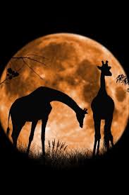 Beauty Of Mother Nature Giraffes At Full Moon Sharing Moments Animals Beautiful Animals Giraffe