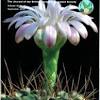 San diego cactus & succulent society winter show 2020 pt. 1