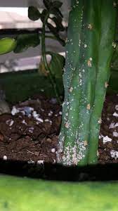 I have lots of cactus growing in my backyard and they spread out quickly. Save Your Succulents Circulowa My San Pedro Has An Extra Division