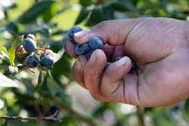 Stock/share prices, a.k.capital services ltd. Trouble In The Blueberry Capital Of The World Whyy