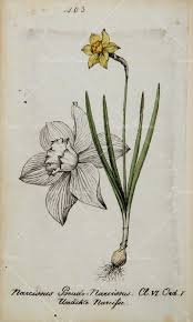 Daffodil Botanical Print Of N Pseudonarcissus Botanical Prints Botanical Art Daffodils