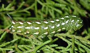 Black And White Striped Caterpillar With Orange Head Sphinx Dollii Sphinx Image Species
