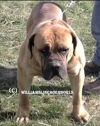 Lancaster puppies advertises puppies for sale in pa, as well as ohio, indiana, new york and other states. Mastiff Pure Bred South African Boerboel Pup For Sale Dogs Puppies Gumtree Australia North Canberra Ci South African Boerboel African Boerboel Boerboel