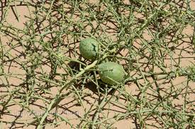 Image result for Acanthosicyos naudinianus