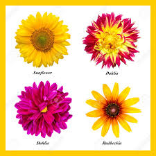 Check spelling or type a new query. A Set Of Four Isolated Colors Orange Sunflower Red Yellow Dahlia Purple Dahlia Orange Rudbeckia Flowers On A White Background With Prescribed Names Stock Photo Picture And Royalty Free Image Image 110823522