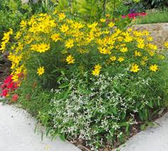 Beautiful, delicate and fantastic value, this will keep flowering in clouds of white. Euphorbia Diamond Frost Wisconsin Horticulture
