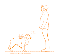 border collie dimensions drawings dimensions guide