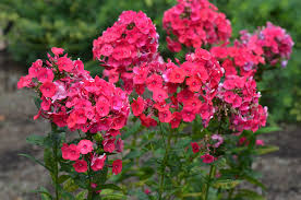 Image result for Gaertnera paniculata