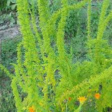 Image result for Dysphania schraderiana