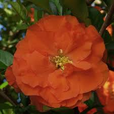 Everything that even slightly reminds the color orange is really funny. Double Take Orange Quince Chaenomeles Speciosa Proven Winners