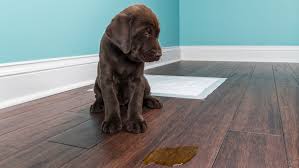 Dog peed on mattress how to clean. Reasons Why Dogs Pee When Submissive Or Excited And How To Stop It