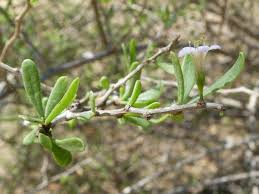 Image result for Lycium mascarenense