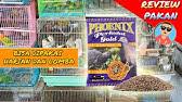 Review pakan gold coin perkutut (untuk pakan lovebird). Wowww Gold Coin Buat Lovebird Rajin Ngekek Youtube