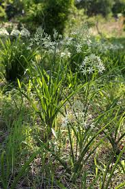 Image result for Ornithogalum pulchrum