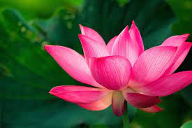 Lotus Photo Picture Definition At Photo Dictionary Lotus Word And Phrase De Lotus Image Beautiful Flowers Lotus