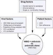 Gigi xia mo profile : The Option Of Hbig Free Prophylaxis Against Recurrent Hbv Journal Of Hepatology