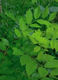 Image result for Gliricidia sepium