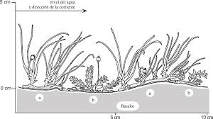 Image result for Tristicha trifaria