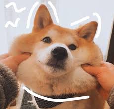 There is a long list of why dogs are such a wonderful companion to have, some of the reasons include their loyal nature, their loving disposition, and protective instincts. Aesthetics But They All Have Dogs