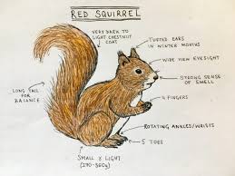 A dehydrated baby squirrel needs water as fast as possible as you don't know how long it has been since they ate or drank. Ear Tufts And Fluffy Tails All About Red Squirrels Scottish Wildlife Trust