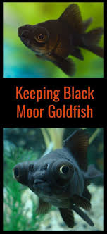Black Moors Are Fantastic Little Fish To Keep But Theere Are Some Simple Ground Rules You Notwendig First Verstehen Klicke Hier Zum Lese