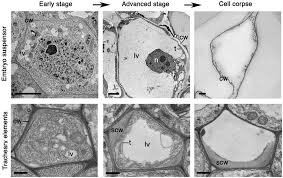 Vacuoles are formed by the fusion of multiple m. Morphological Classification Of Plant Cell Deaths Cell Death Differentiation