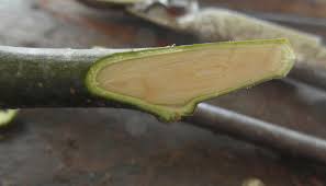 On both scion and rootstock, make an 1.5 angular cut, about 60°. Grafting People S Trust For Endangered Species