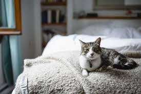 See more ideas about cat room, cat furniture, cool cat trees. Your Cat Could Be Making You Healthier