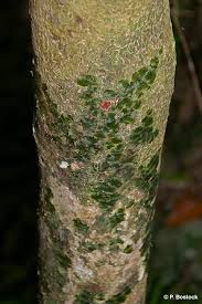 Image result for Didymoglossum erosum