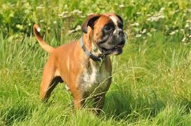 Boxador dog for adoption near wisconsin, mukwonago, usa. 10 Best Boxer Rescues For Adoption 2021 Our Top 10 Picks