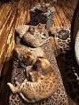 Cat Allergies - Are Bengal Cats Hypoallergenic ...
