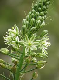 Image result for Albuca