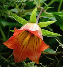 Image result for Canarina