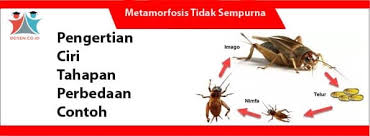 Umumnya nimfa pada metamorfosis akan mengalami suatu proses atau peristiwa yang sering disebut juga dengan molting atau pergantian kulit. Metamorfosis Tidak Sempurna Pengertian Ciri Tahapan Contoh